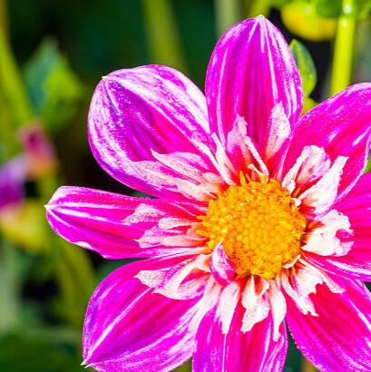 Picture of Flowers Picture of Flowers